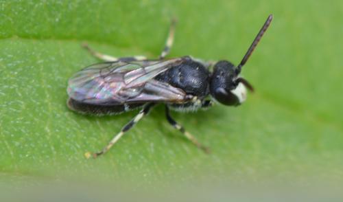 Hylaeus sp.
